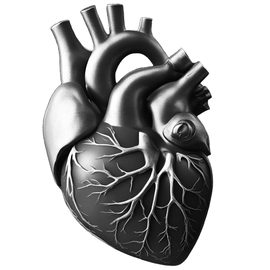 Human heart